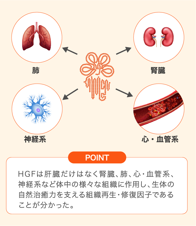 HGFについて