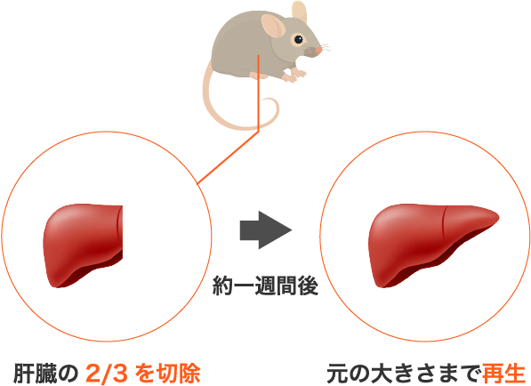 HGF発見の経緯