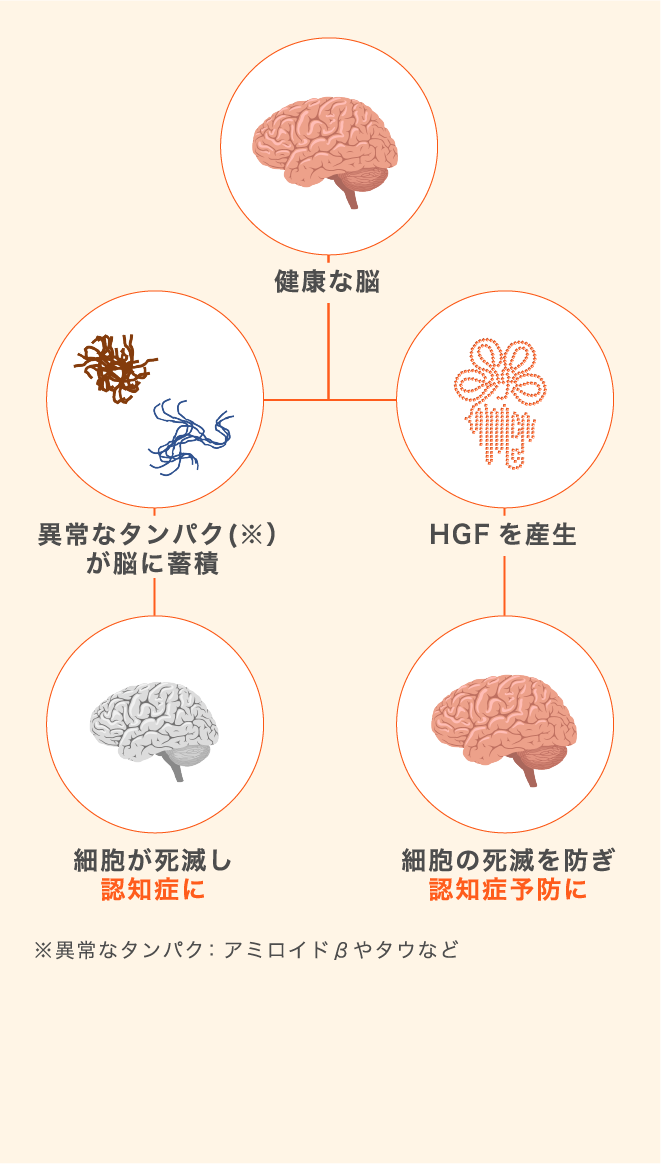 認知症とHGFの関わり