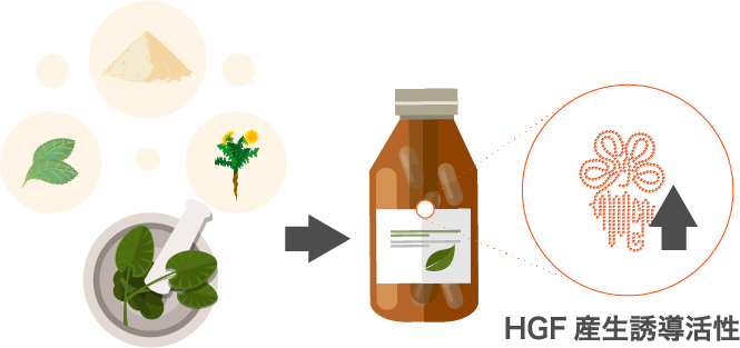 HGFの産生促進が科学的に証明される。